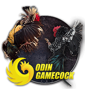 Sảnh đá gà tại nhà cái 789win
