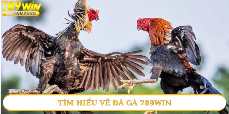 Tổng quan giới thiệu về đá gà 789win